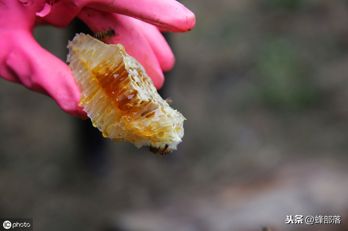 蜜蜂養(yǎng)殖，養(yǎng)殖場(chǎng)蜜蜂多，如何取蜜好？老蜂農(nóng)：3個(gè)配合取蜜更好