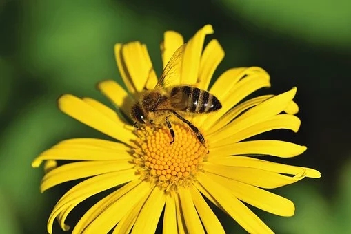 養蜂方法，囚禁蜂王不容易死的方法？囚禁蜂王容易死的原因