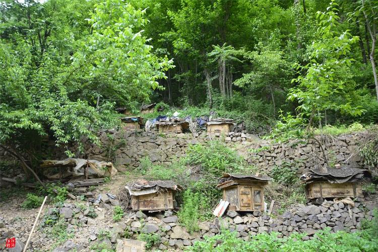 81歲老人養(yǎng)蜂半世紀，自創(chuàng)多種養(yǎng)蜂工具，怕蜜蜂丟失樹下睡3個月