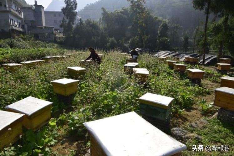 蜜蜂的平均壽命只有30天，為何冬天沒有沒花開不會團(tuán)滅？