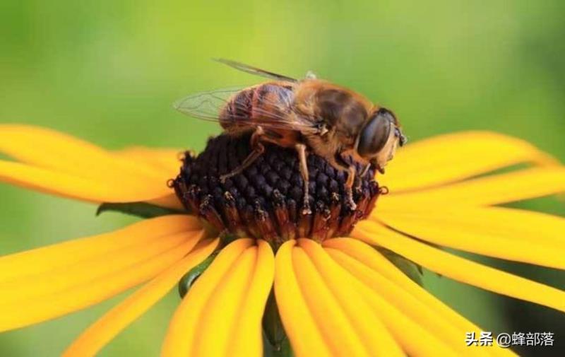 蜜蜂的平均壽命只有30天，為何冬天沒有沒花開不會團(tuán)滅？