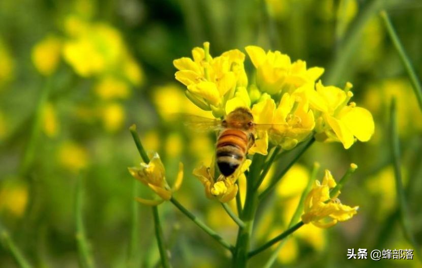 蜜蜂的平均壽命只有30天，為何冬天沒有沒花開不會團(tuán)滅？