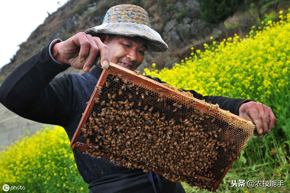 養(yǎng)殖蜜蜂時，選擇蜂種很關鍵，總結3種選用良種的原則介紹