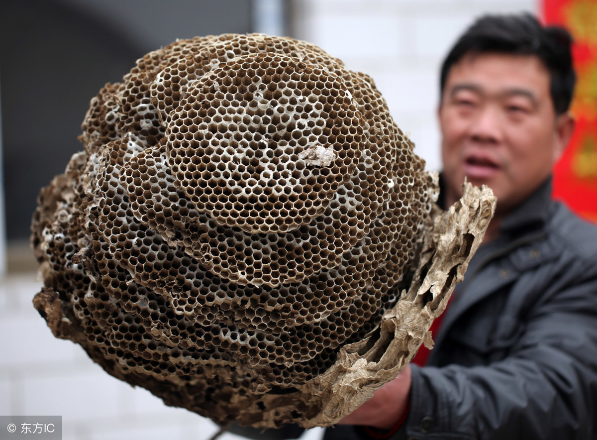 農村小伙深山養殖馬蜂窩，蜂蛹一公斤150元，能脫貧致富嗎？