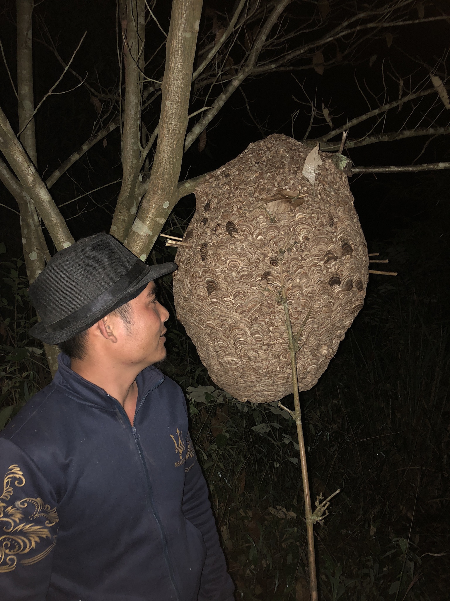 農村小伙深山養殖馬蜂窩，蜂蛹一公斤150元，能脫貧致富嗎？