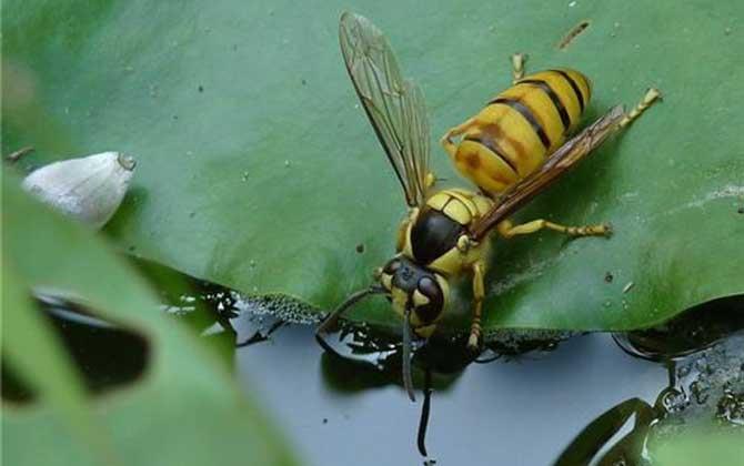 黃腳胡蜂（黃腳胡蜂的形態(tài)特征和生活習性）