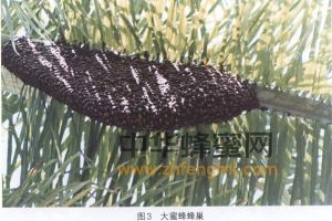 蜜蜂 品種 大蜜蜂 大蜜蜂的分布 大蜜蜂特征 大蜜蜂經(jīng)濟(jì)價值