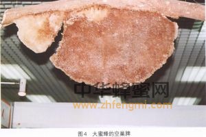 蜜蜂 品種 大蜜蜂 大蜜蜂的分布 大蜜蜂特征 大蜜蜂經(jīng)濟(jì)價值