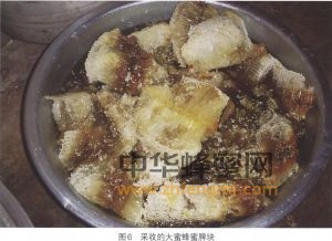 蜜蜂 品種 大蜜蜂 大蜜蜂的分布 大蜜蜂特征 大蜜蜂經(jīng)濟(jì)價值