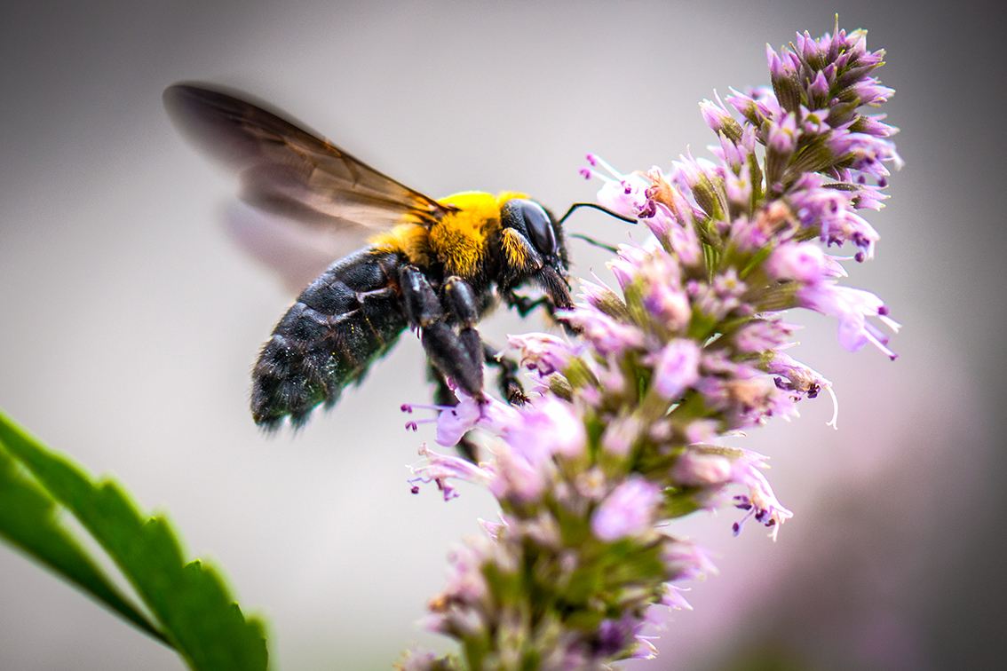 野蜜蜂怎么養它不會走？