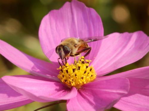 野蜜蜂怎么養它不會走？