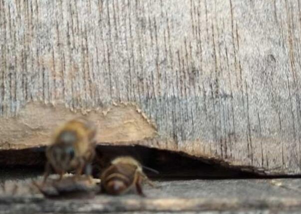中蜂蜂王交尾最低溫度多少度才可以(中蜂交尾群如何關王) 中蜂蜂王交尾最低溫度多少度才可以(中蜂交尾群如何關王)