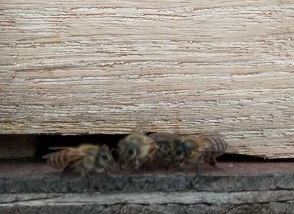 中蜂蜂王交尾最低溫度多少度才可以(中蜂交尾群如何關王) 中蜂蜂王交尾最低溫度多少度才可以(中蜂交尾群如何關王)