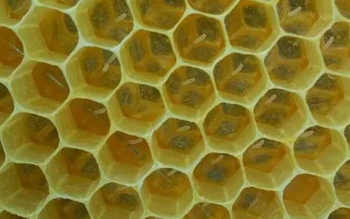 介王成功蜂王會清理工產(chǎn)卵嗎（介王成功工蜂還在產(chǎn)卵如何處理）