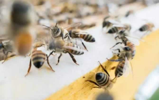 偵查蜂一般在什么地方出現