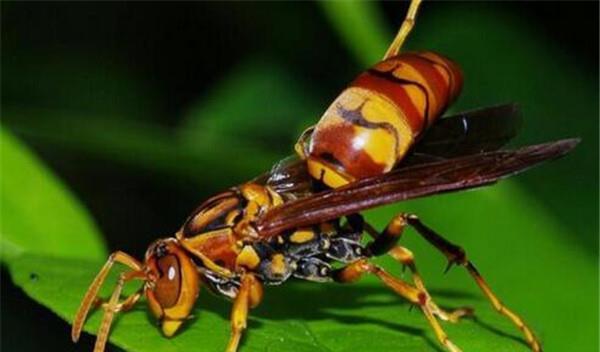 中國大虎頭蜂的并群方法(如何合并蜂群) 中國大虎頭蜂的并群方法(如何合并蜂群)