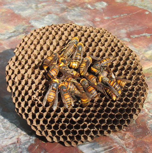 中國大虎頭蜂的并群方法(如何合并蜂群) 中國大虎頭蜂的并群方法(如何合并蜂群)