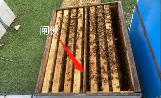意蜂雙王群的操作方法(意蜂雙王群組建方法和管理技巧) 意蜂雙王群的操作方法(意蜂雙王群組建方法和管理技巧)