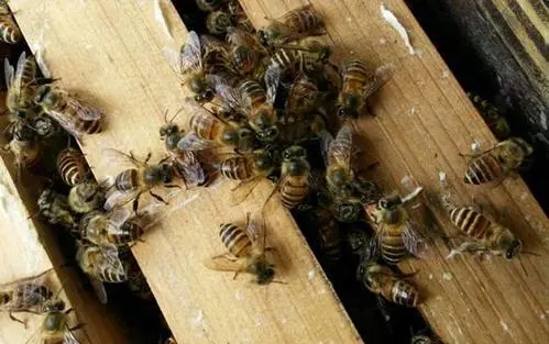 養(yǎng)殖中蜂怎樣發(fā)展快 養(yǎng)殖中蜂怎樣發(fā)展快