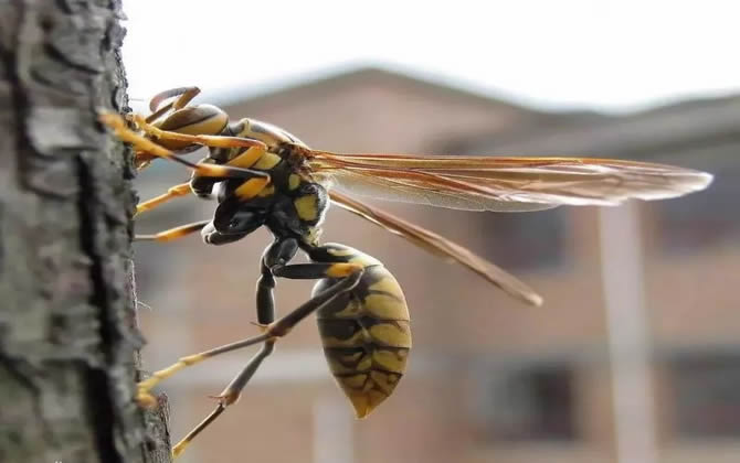 馬蜂的窩里有蜂蜜嗎?會不會釀蜜? 馬蜂的窩里有蜂蜜嗎?會不會釀蜜?