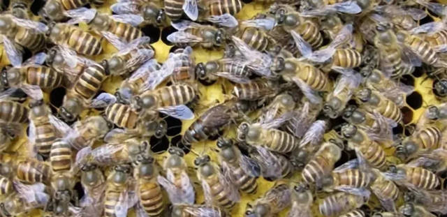 中蜂王多少錢(qián)一只哪里賣? 中蜂王多少錢(qián)一只哪里賣?