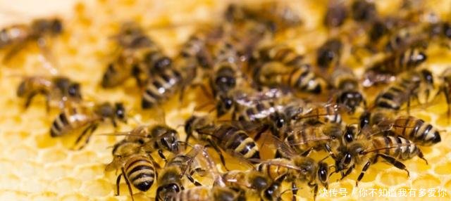 中蜂王多少錢(qián)一只哪里賣? 中蜂王多少錢(qián)一只哪里賣?