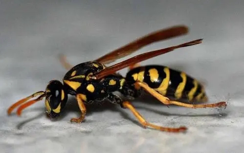 抓馬蜂賣一年能掙多少錢 抓馬蜂賣一年能掙多少錢