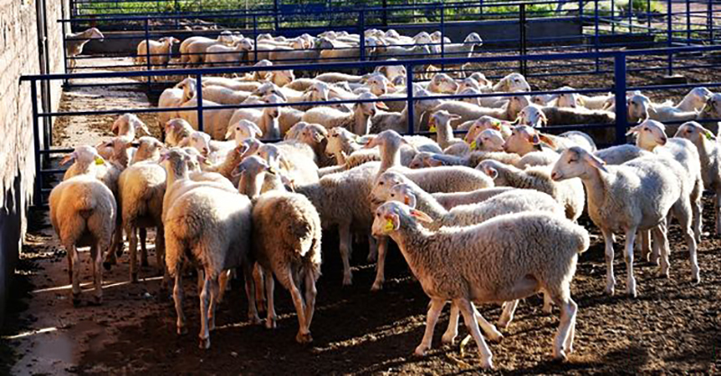 我國初級農產品目錄(初級農產品包括的范圍) 我國初級農產品目錄(初級農產品包括的范圍)