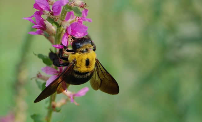 南方黑蜂是什么蜂種？