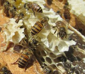 蜂場(chǎng)丟失的意蜂能養(yǎng)活嗎(沒(méi)有歸巢的蜜蜂命運(yùn)如何) 蜂場(chǎng)丟失的意蜂能養(yǎng)活嗎(沒(méi)有歸巢的蜜蜂命運(yùn)如何)