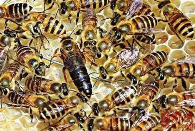 蜂后靠什么控制蜂群? 蜂后靠什么控制蜂群?