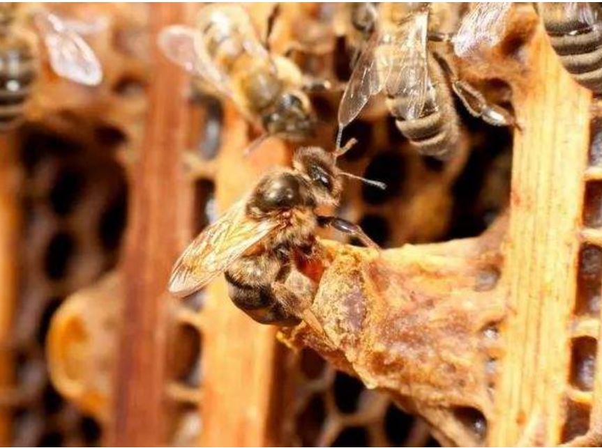 蜂王的壽命是工蜂的多少倍(蜂王和蜜蜂的壽命有多長) 蜂王的壽命是工蜂的多少倍(蜂王和蜜蜂的壽命有多長)