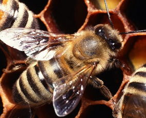 工蜂的頭上有白白的東西是什么（新蜂出房的時候，身體上白色的碎片是什么）