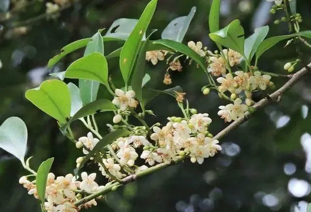 養(yǎng)蜂種什么花最好（在養(yǎng)蜂旁邊種什么花蜜源最好）