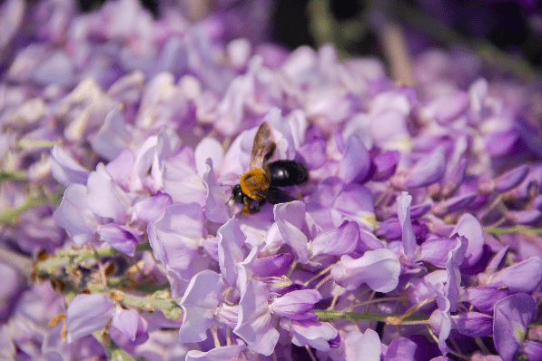 養(yǎng)蜂種什么花最好（在養(yǎng)蜂旁邊種什么花蜜源最好）