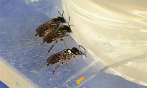 江西有無刺蜂嗎(無刺蜂品種識別) 江西有無刺蜂嗎(無刺蜂品種識別)