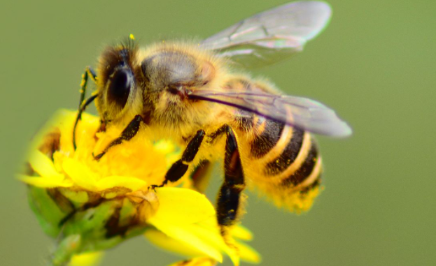 工蜂把巢蟲弄出來是什么原因(中蜂把幼蟲拖出箱外是什么病) 工蜂把巢蟲弄出來是什么原因(中蜂把幼蟲拖出箱外是什么病)