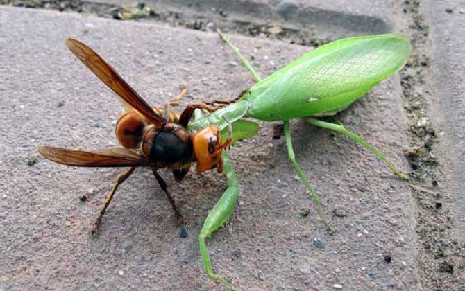 虎頭蜂有天敵么(虎頭蜂的天敵是什么動物) 虎頭蜂有天敵么(虎頭蜂的天敵是什么動物)