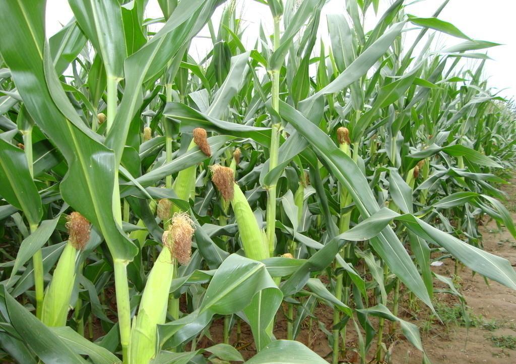 玉米開花有花蜜和花粉嗎? 玉米開花有花蜜和花粉嗎?