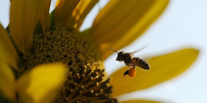 工蜂產(chǎn)卵急造王臺(tái)出來(lái)新王能用嗎(工蜂產(chǎn)卵也會(huì)有王臺(tái)嗎) 工蜂產(chǎn)卵急造王臺(tái)出來(lái)新王能用嗎(工蜂產(chǎn)卵也會(huì)有王臺(tái)嗎)