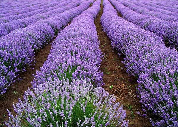 熏衣草什么時(shí)候開(kāi)花(薰衣草開(kāi)花時(shí)間和花期天數(shù)) 熏衣草什么時(shí)候開(kāi)花(薰衣草開(kāi)花時(shí)間和花期天數(shù))