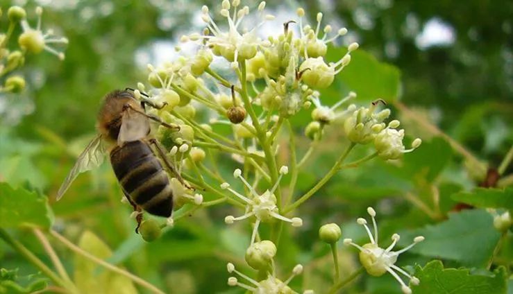 湖南主要蜜源植物有哪些？