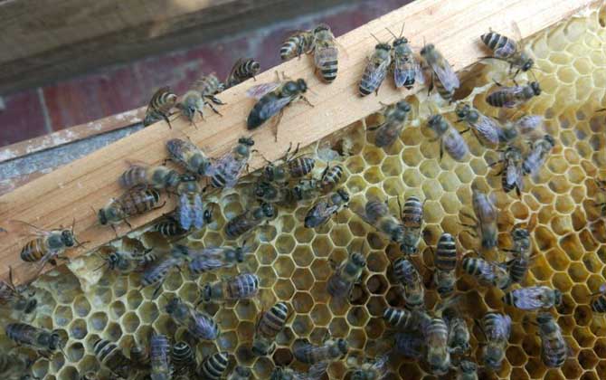 松丹一號(hào)育王沒有雄蜂怎么辦（新蜂王沒有雄蜂怎么辦）