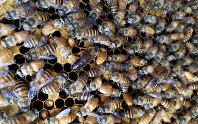 松丹一號(hào)育王沒有雄蜂怎么辦（新蜂王沒有雄蜂怎么辦）