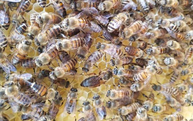 松丹一號(hào)育王沒有雄蜂怎么辦（新蜂王沒有雄蜂怎么辦）