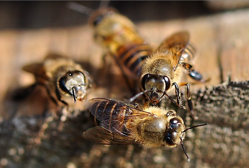 中蜂強群不分蜂經驗(中蜂強群養殖技術) 中蜂強群不分蜂經驗(中蜂強群養殖技術)