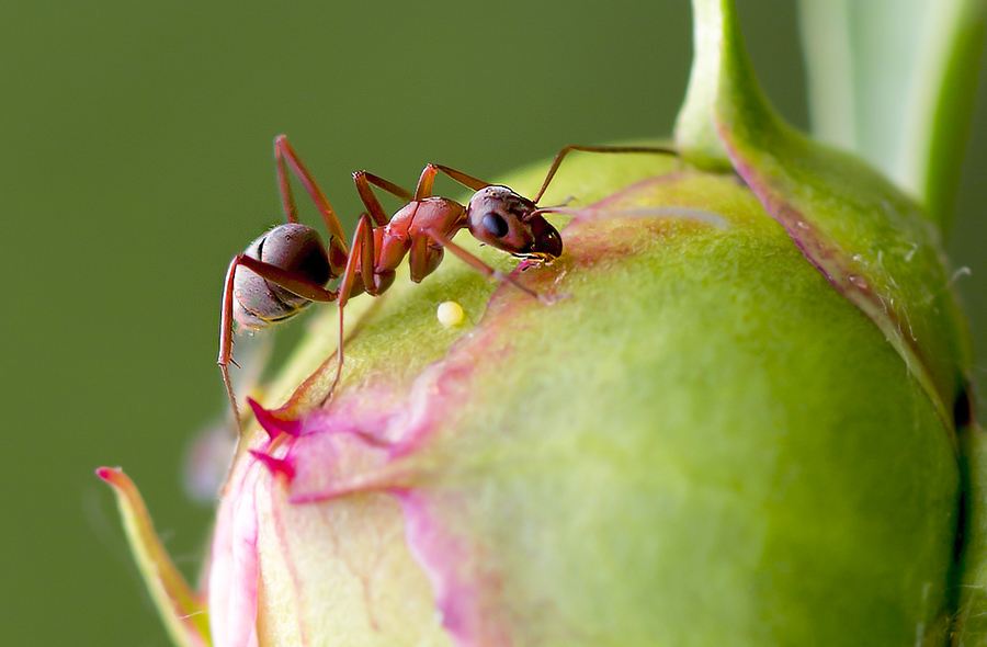 最厲害的昆蟲第一名(世界上最厲害的昆蟲排名) 最厲害的昆蟲第一名(世界上最厲害的昆蟲排名)