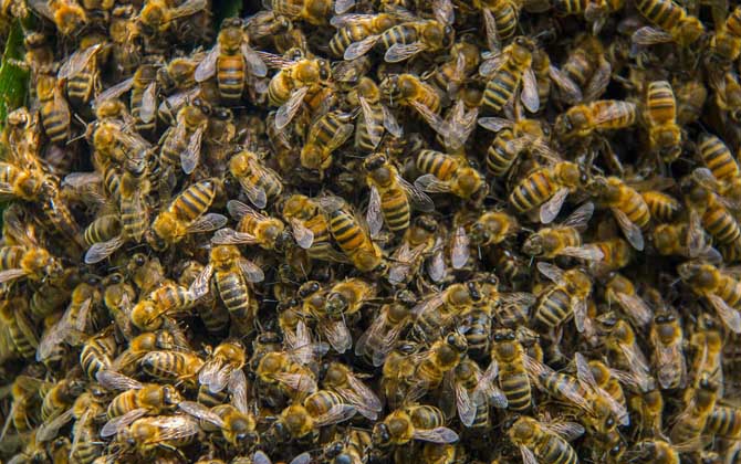蜜蜂分蜂最多的時候是先分蜂還是先出新蜂王(蜜蜂什么時候分家最多) 蜜蜂分蜂最多的時候是先分蜂還是先出新蜂王(蜜蜂什么時候分家最多)