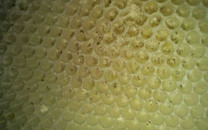 工蜂產卵后能活多久 工蜂產卵后能活多久