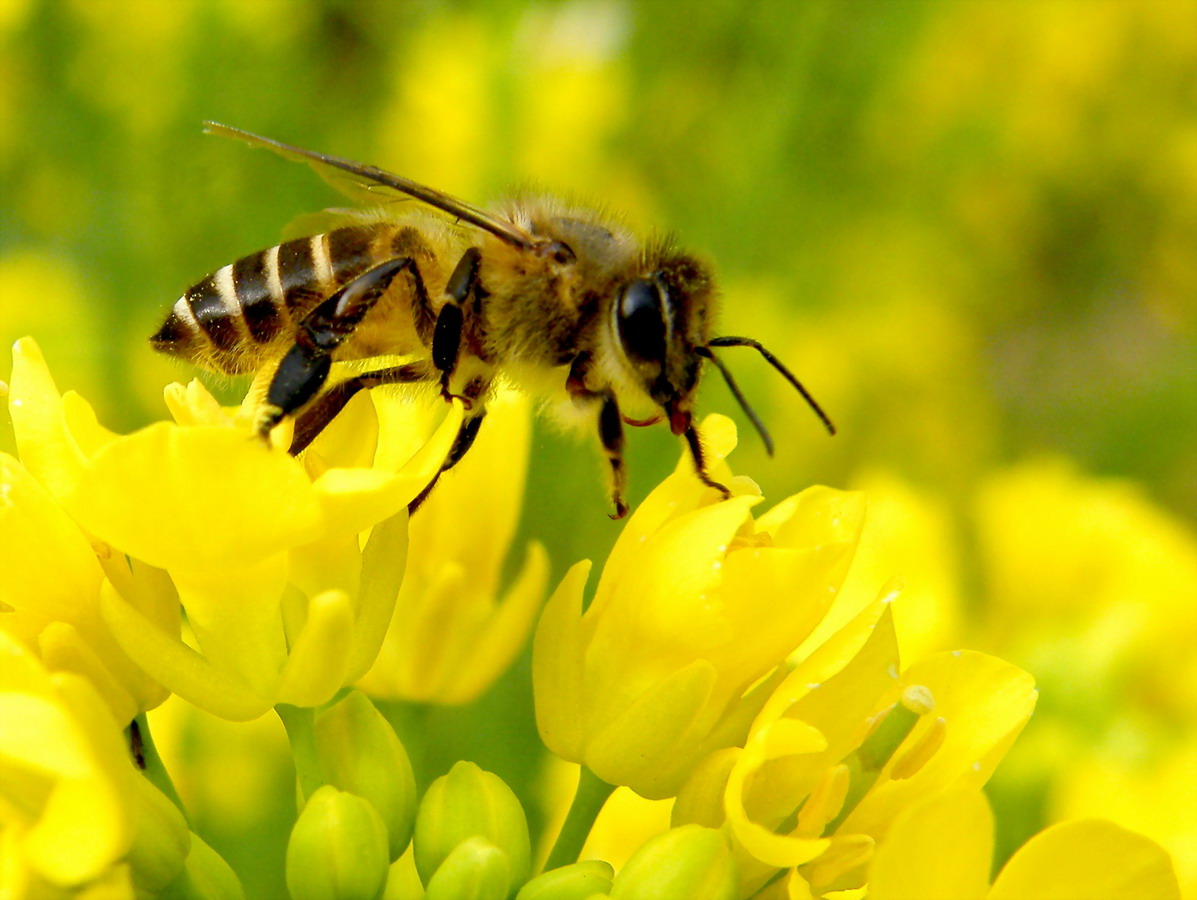 中蜂如何用雙王養(yǎng)成強群（中蜂雙王群的組建方法和技術 ）